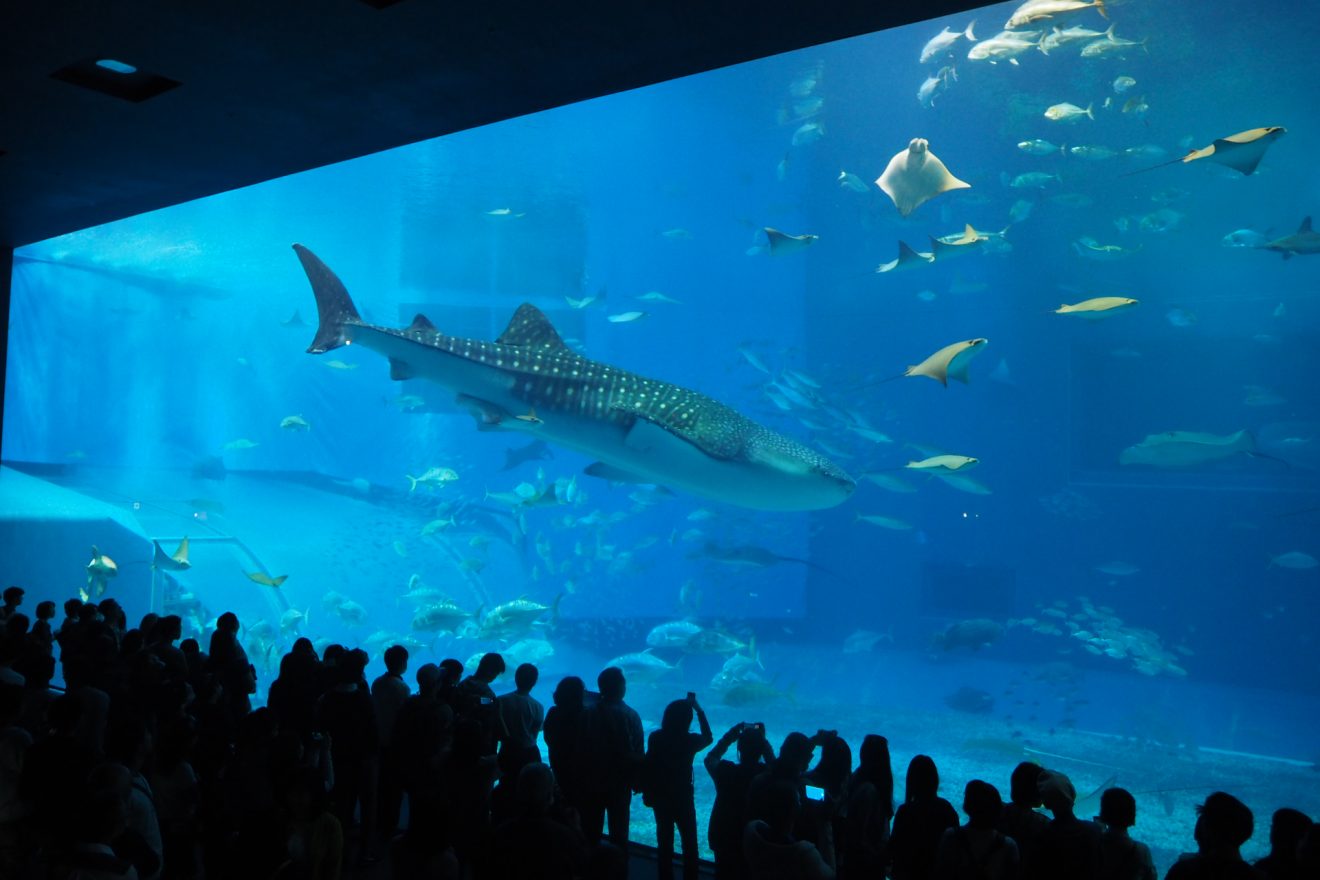 Motobu port from 2020